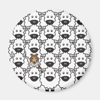 Sheltie in the Sheep Magnet