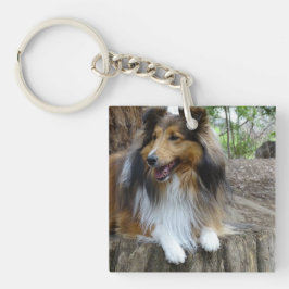 Sheltie in the woods