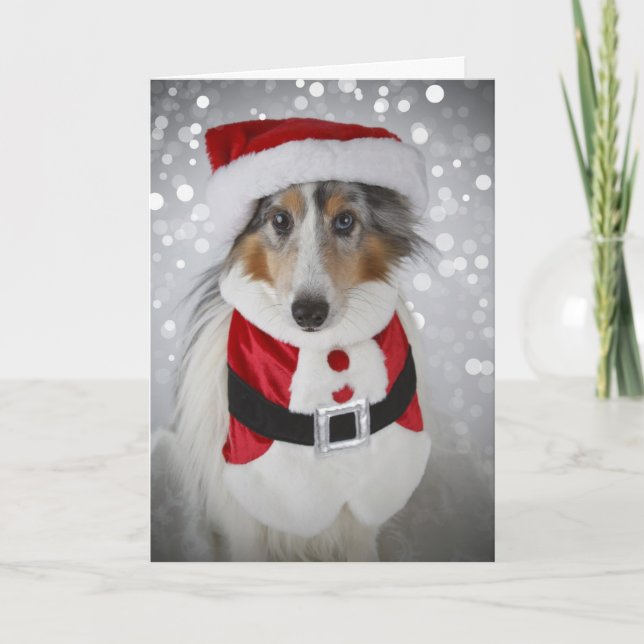 Sheltie jultomten helgkort (Framsida)