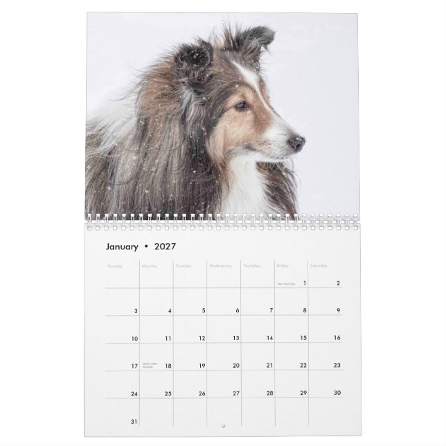 Sheltie kalender (Jan 2027)