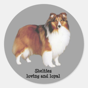 Sheltie klistermärke
