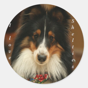Sheltie klistermärke