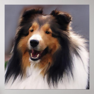 Sheltie konsttryck poster