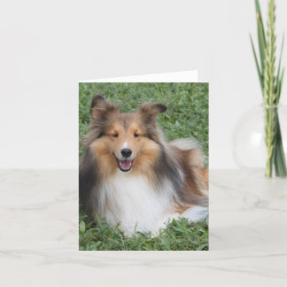Sheltie Kort