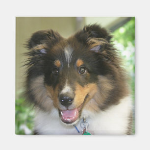 Sheltie kvadrerar magneten magnet