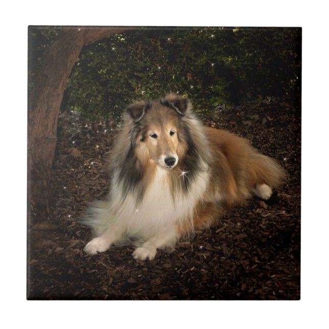 Sheltie Magic Tile Kakelplatta (Framsidan)