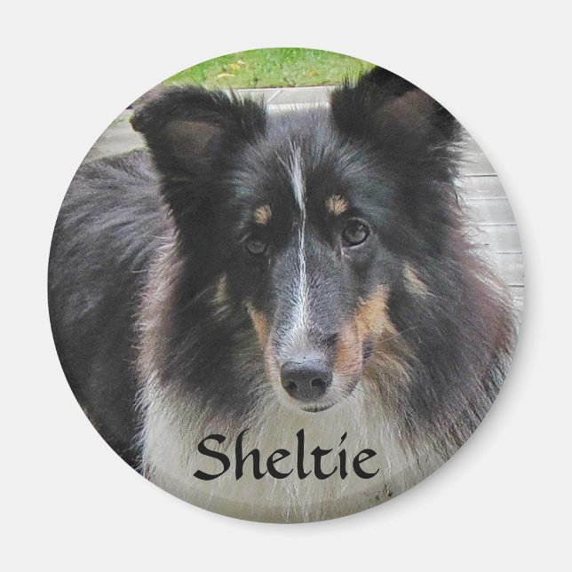 Sheltie Magnet (Framsidan)