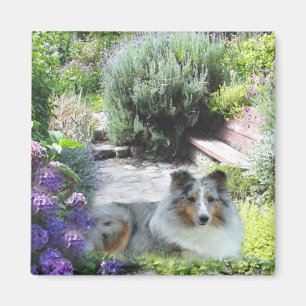 Sheltie magnet