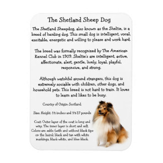 Sheltie Magnet