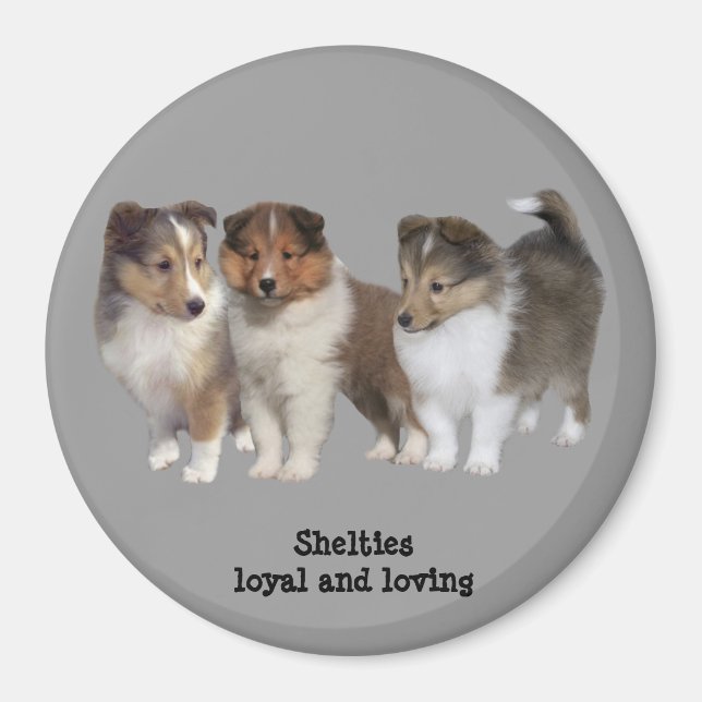 Sheltie Magnet (Framsidan)