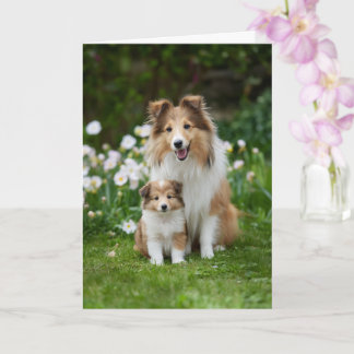Sheltie Mamma Mors Dag Kärlek Kort