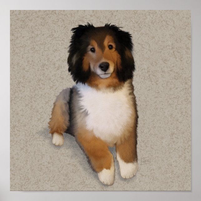 Sheltie mix hund porträtt poster (Framsidan)