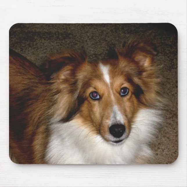 ~ Sheltie Mousepad för Shetland Sheepdog Musmatta (Framsidan)