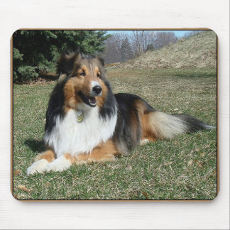 sheltie_mpad4 musmatta