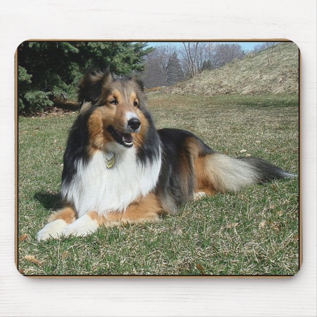 sheltie_mpad4 musmatta (Framsidan)