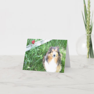Sheltie och tulpan noterar kortet kort