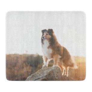Sheltie on Cliff skyddande hörd under solnedgången