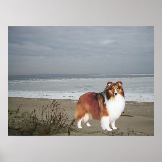 Sheltie on the Beach Print Poster (Framsidan)