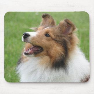 Sheltie på mousepad musmatta