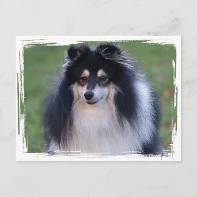 Sheltie Photo Postcard Vykort (Framsida)