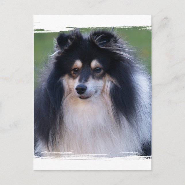 Sheltie Photo Postcard Vykort (Framsida)