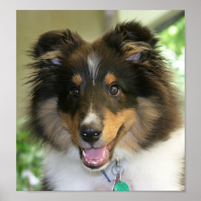 Sheltie Poster (Framsidan)