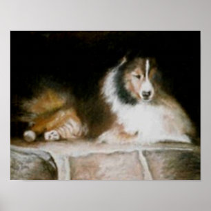 Sheltie Poster