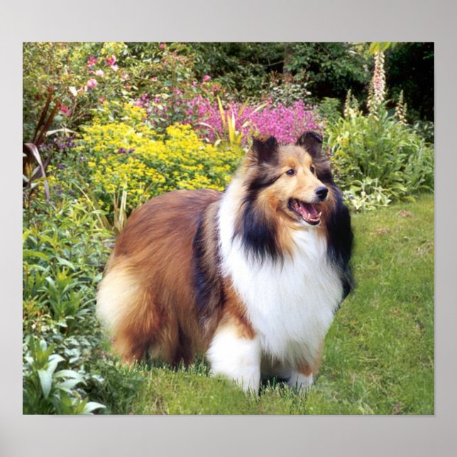 Sheltie Print Poster (Framsidan)