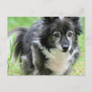 Sheltie Puppy Hund vykort