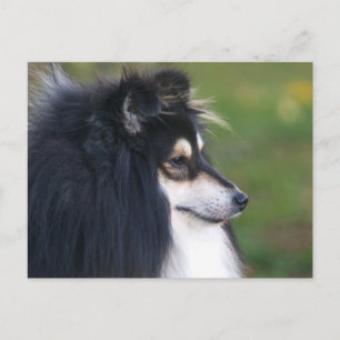 Sheltie Puppy vykort