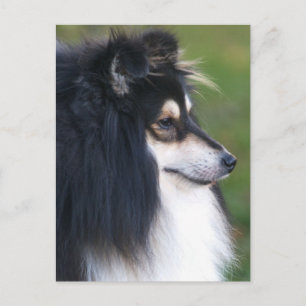 Sheltie Puppy vykort