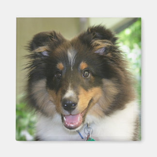 Sheltie Square Magnet