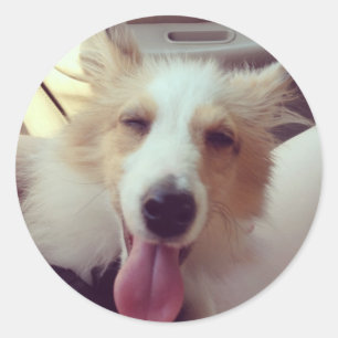 Sheltie Sticker Runt Klistermärke