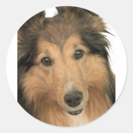Sheltie Stickers Runt Klistermärke