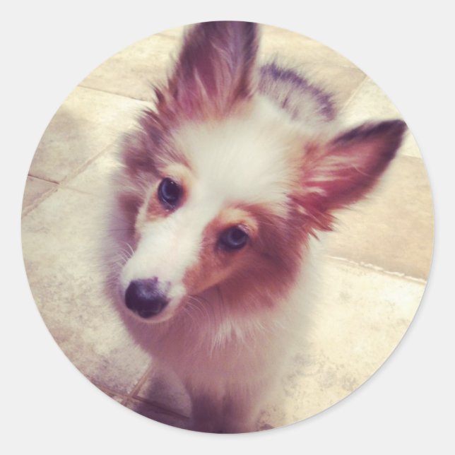 Sheltie Stickers Runt Klistermärke (Framsida)