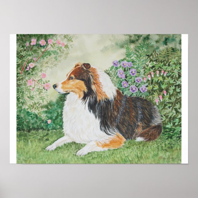Sheltie Summer Poster (Framsidan)