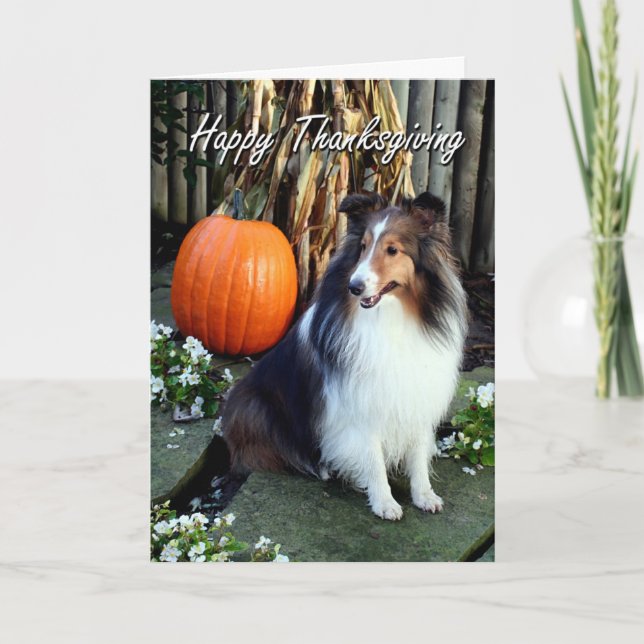 Sheltie Thanksgiving Card Helgkort (Framsida)