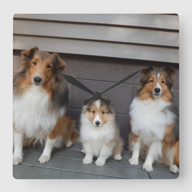 Sheltie Trio Wall Clokd Fyrkantig Klocka (Framsida)