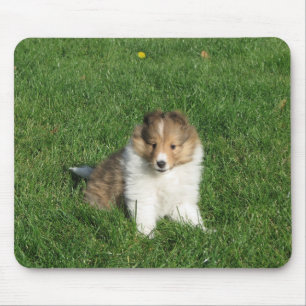 Sheltie valp i gräsmousepad musmatta