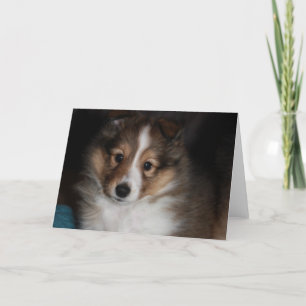 Sheltie valp kort