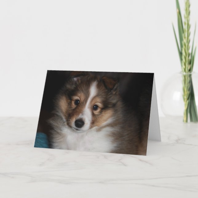 Sheltie valp kort (Framsida)
