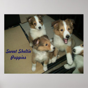 Sheltie valpaffisch poster
