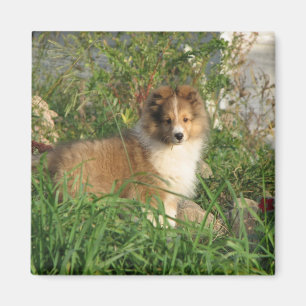 Sheltie valpanseende i gräs och blommamagnet magnet