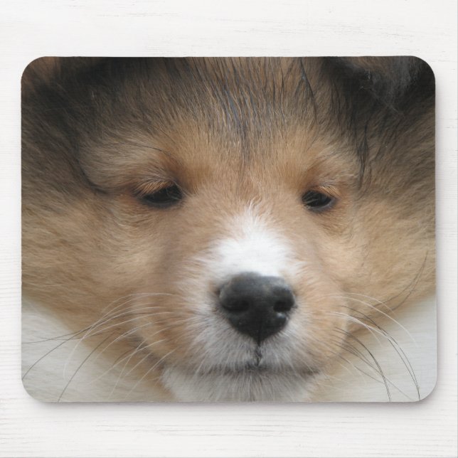 Sheltie valpansikte musmatta (Framsidan)