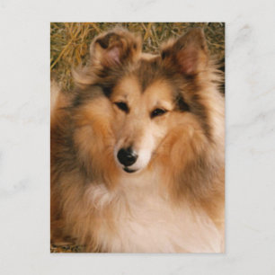Sheltie Vykort