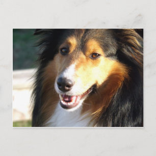 Sheltie Vykort