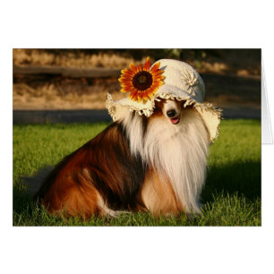 Sheltie with Hat Hälsningskort