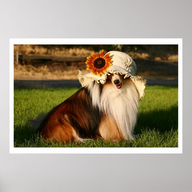 Sheltie with Hat Poster (Framsidan)