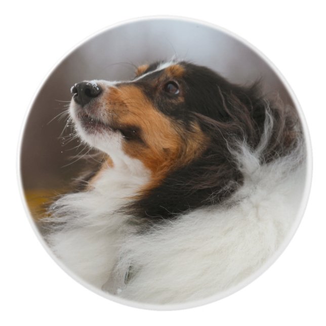 Shelty Knopp (Framsidan)