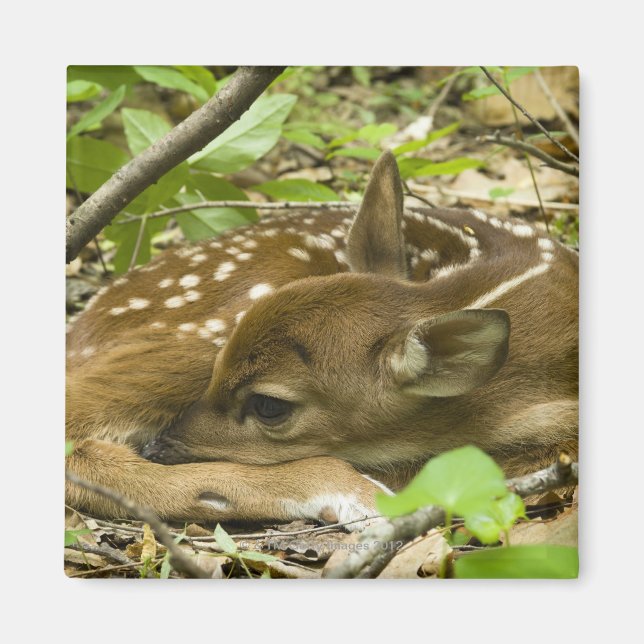 Shenandoah NP, Virginia, USA Magnet (Framsidan)